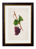 c.1817 Collection of Botanical Grapes