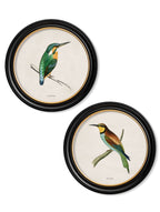 c.1870 Kingfisher and Bee Eater