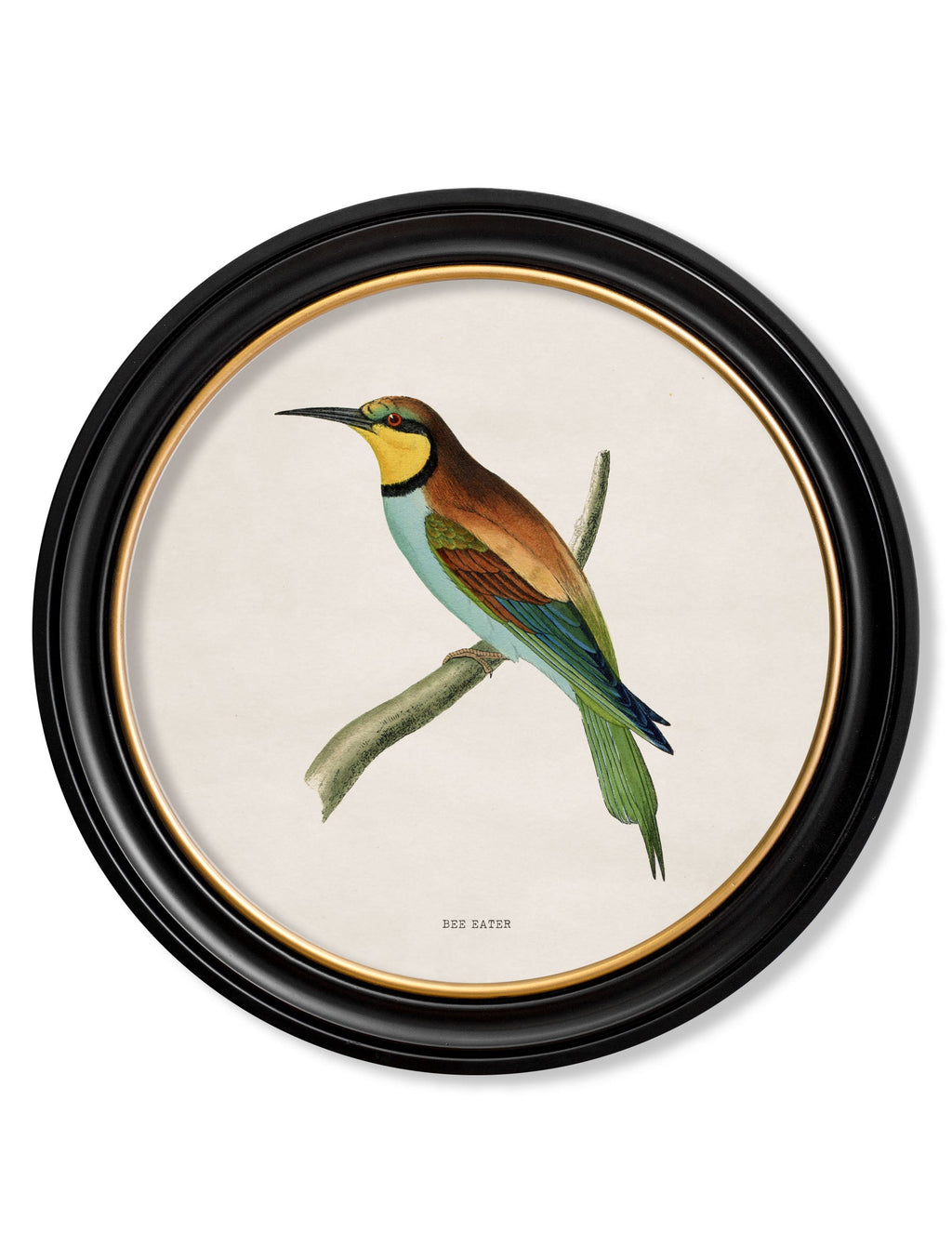 c.1870 Kingfisher and Bee Eater
