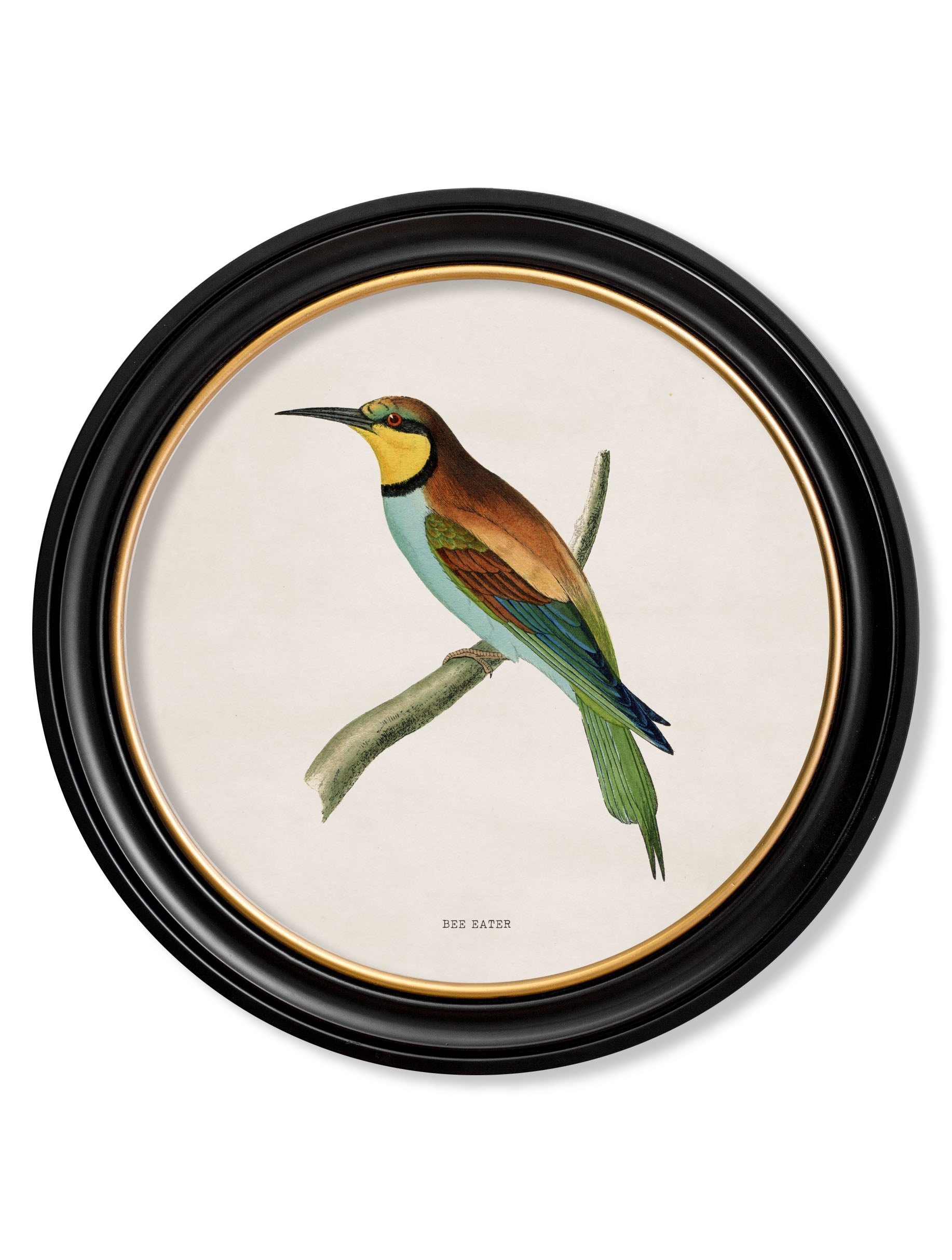 c.1870 Kingfisher and Bee Eater