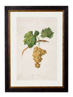 c.1817 Collection of Botanical Grapes