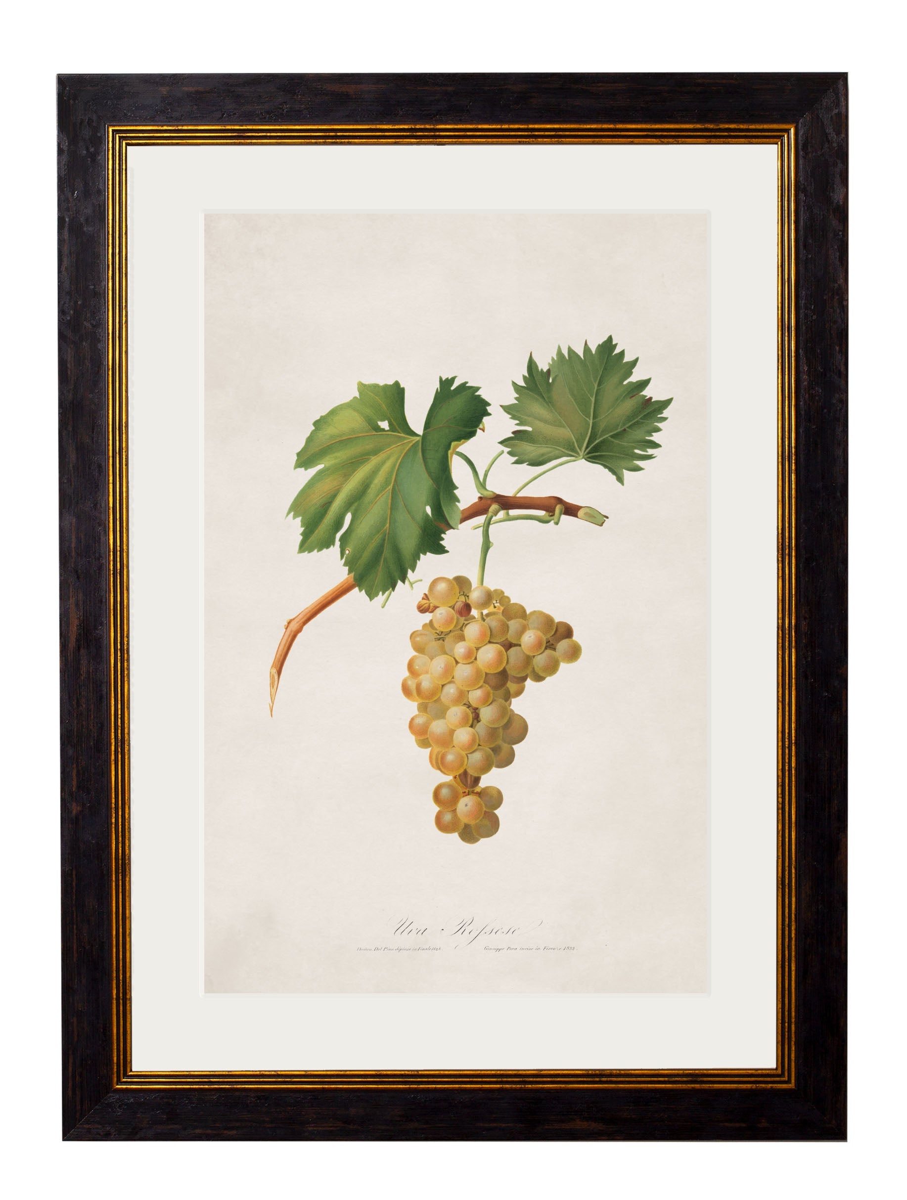 c.1817 Collection of Botanical Grapes