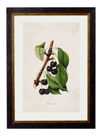 c.1886 Study of Berries & Cherries