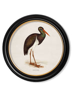 c.1870 Wading Birds in Round Frames