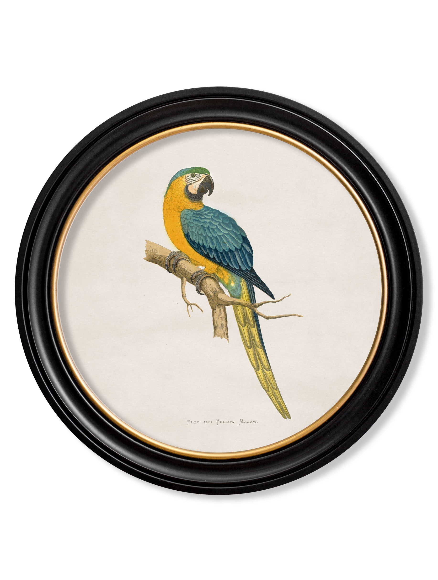 C.1884 Collection of Macaws in Round Frames