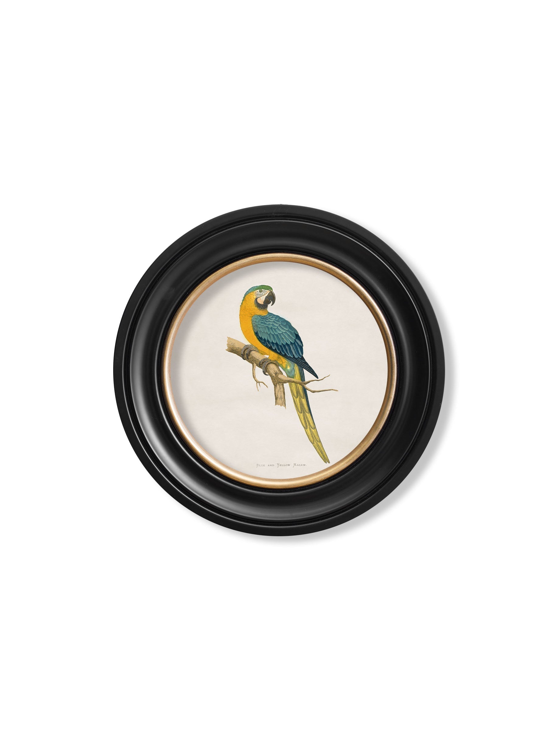 C.1884 Collection of Macaws in Round Frames