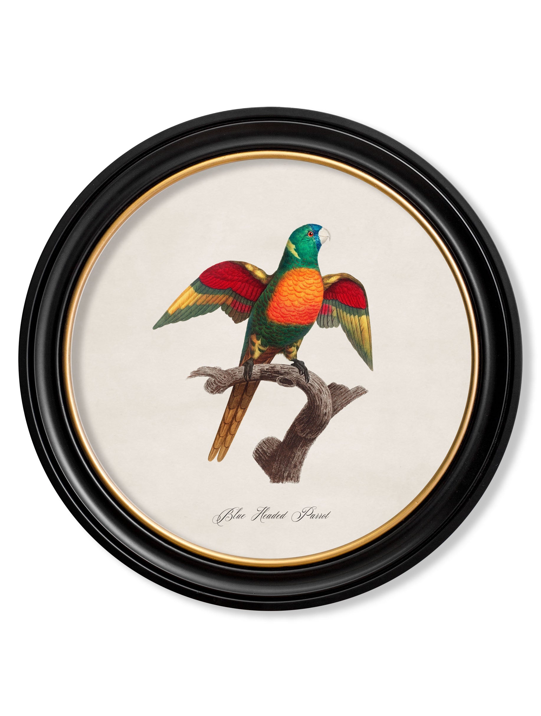 C.1800's Collection of Parrots in Round Frames 2