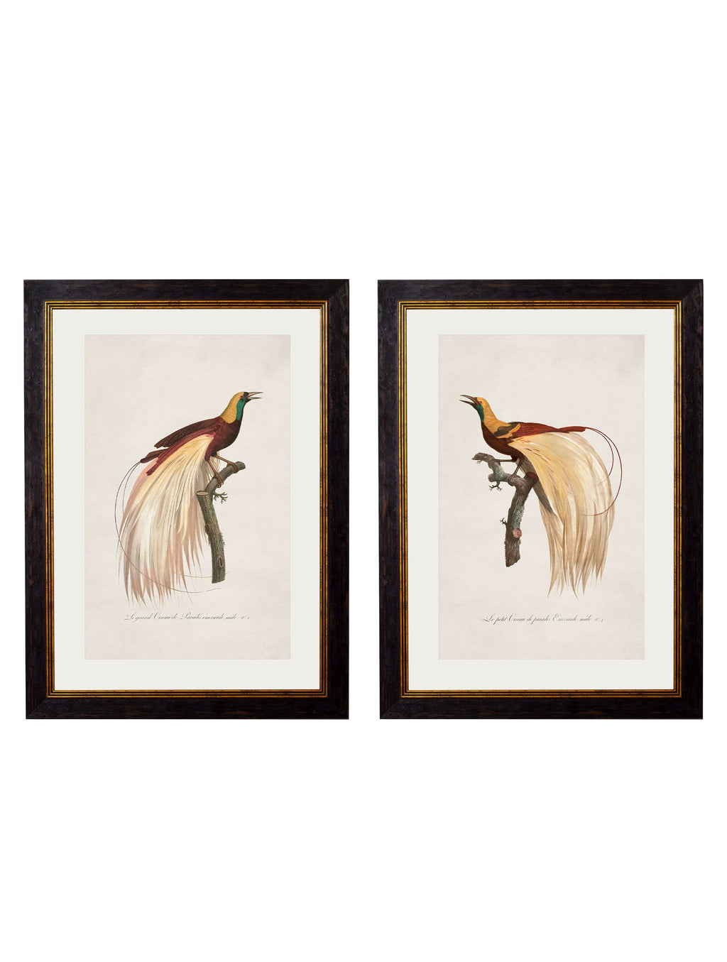 c.1809 Birds of Paradise