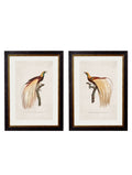 c.1809 Birds of Paradise
