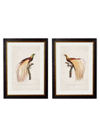 c.1809 Birds of Paradise