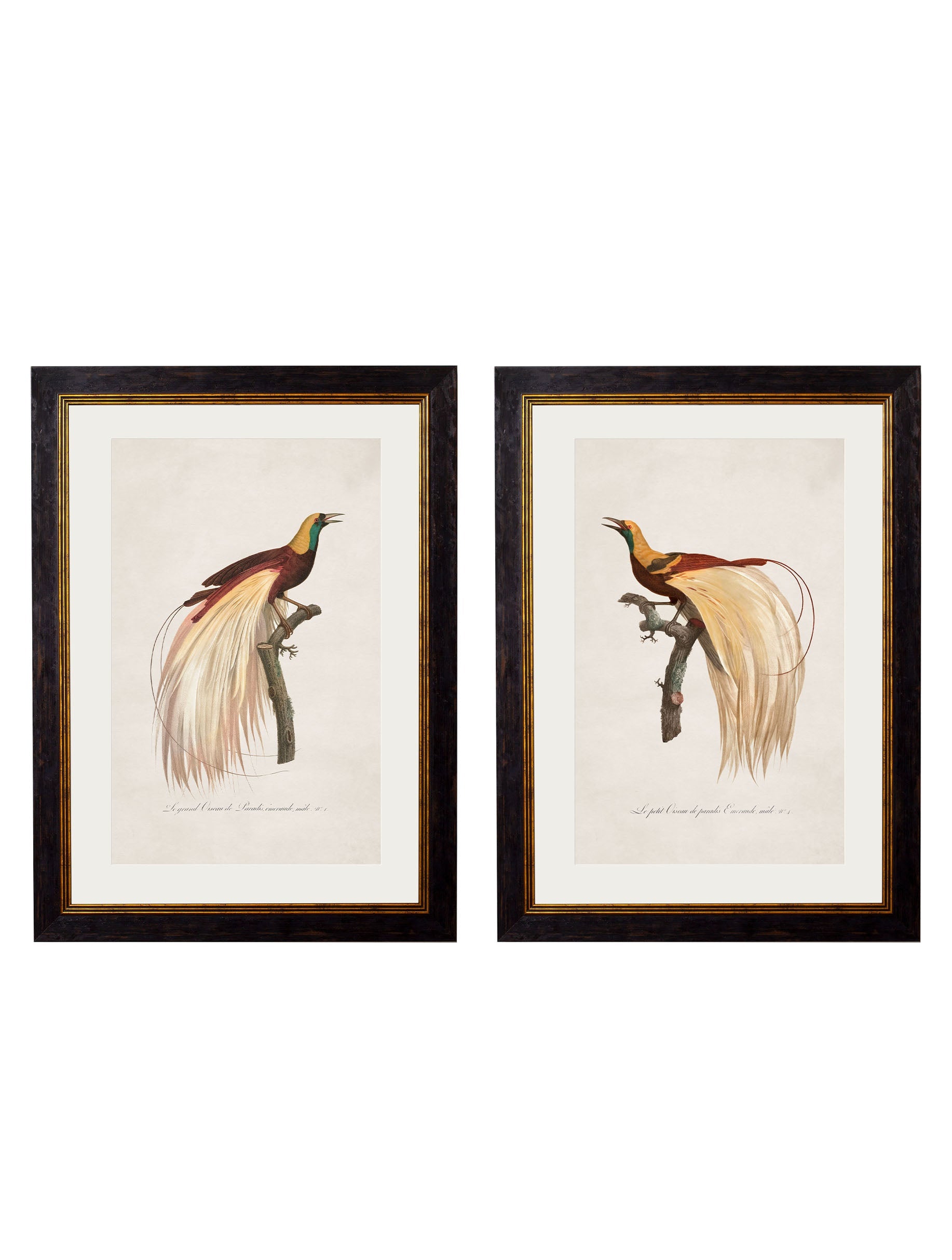 c.1809 Birds of Paradise