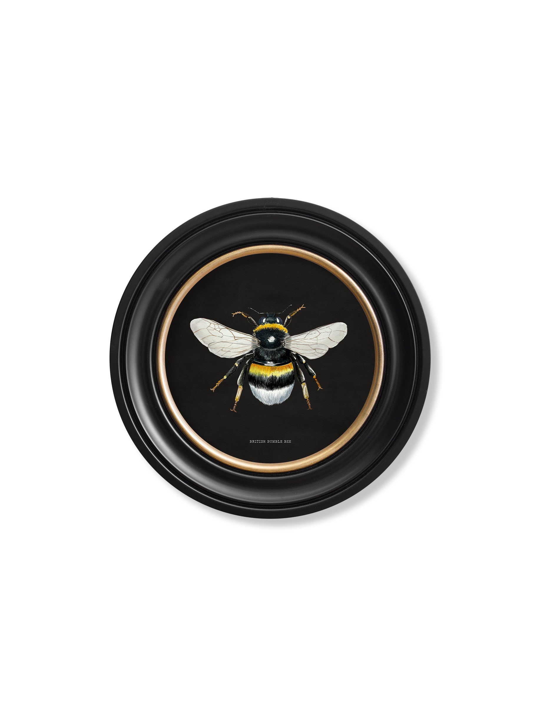 c892 British Bees Round Frame - Dark