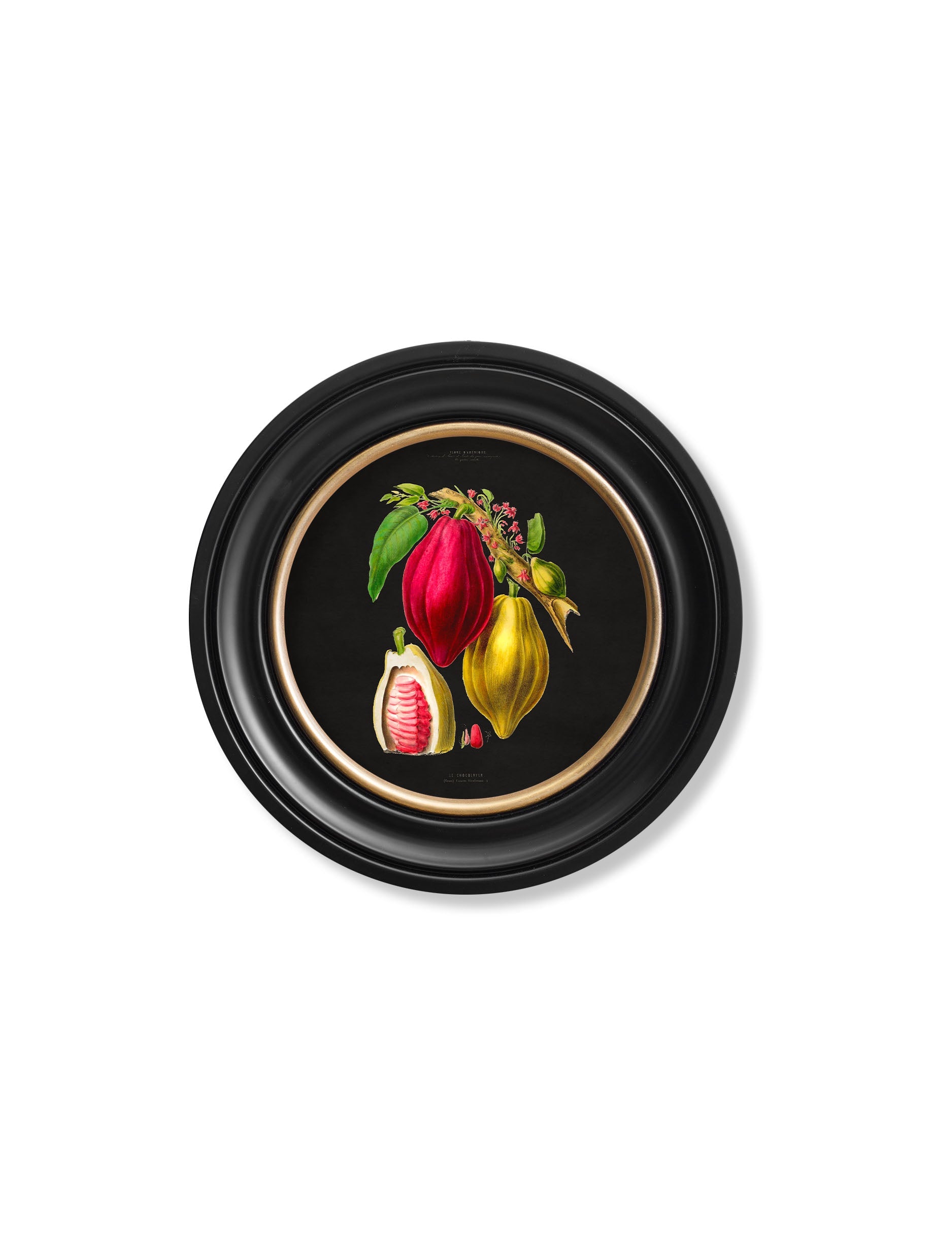 c.1843 Chocolate Plant - Round Frame - Black