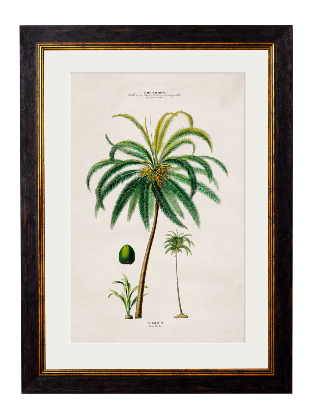 c.1843 Studies of South American Palm Trees
