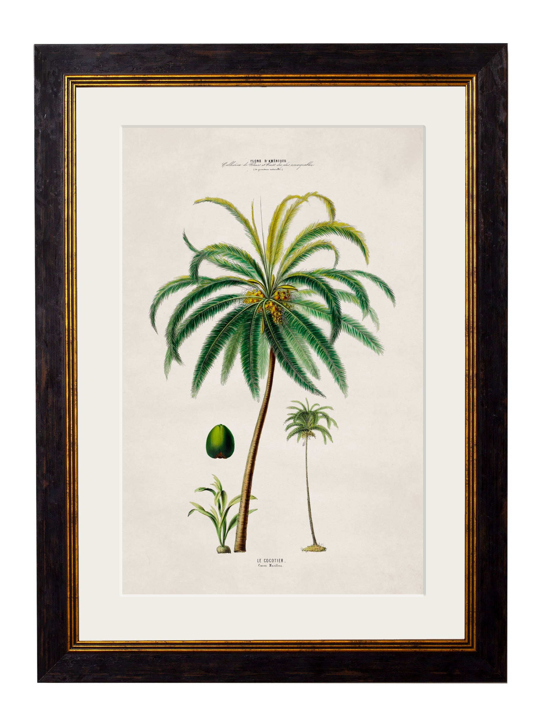 c.1843 Studies of South American Palm Trees