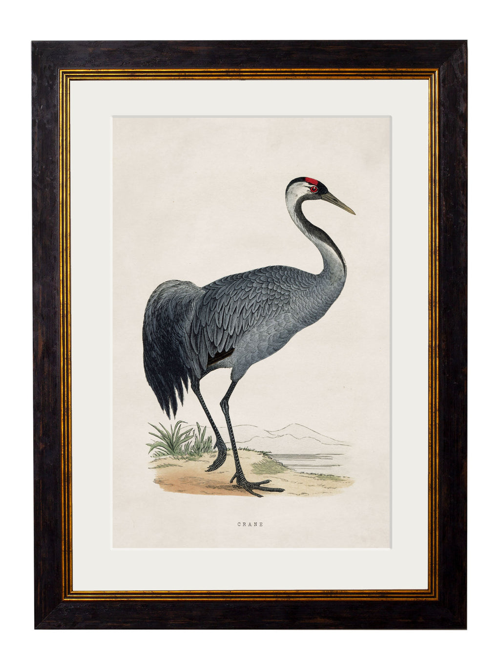 c.1850's British Wading Birds