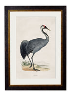 c.1850's British Wading Birds
