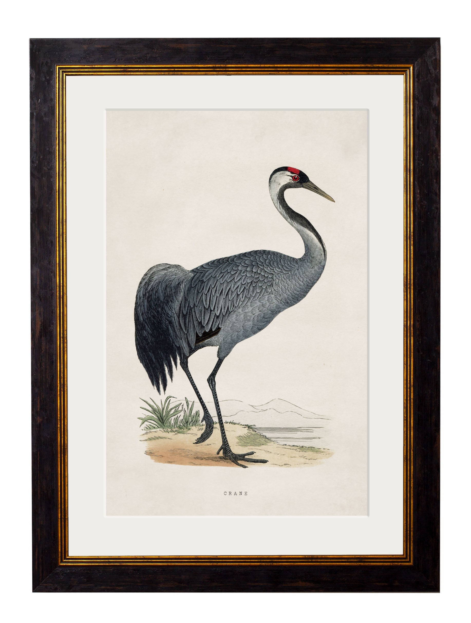 c.1850's British Wading Birds