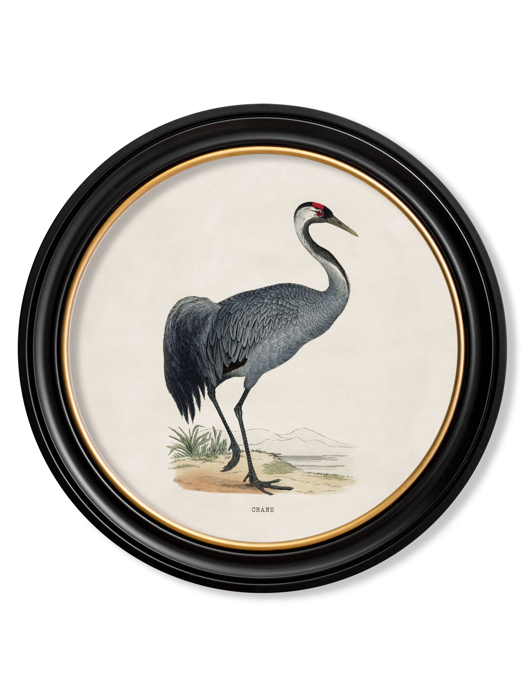 c.1870 Wading Birds in Round Frames