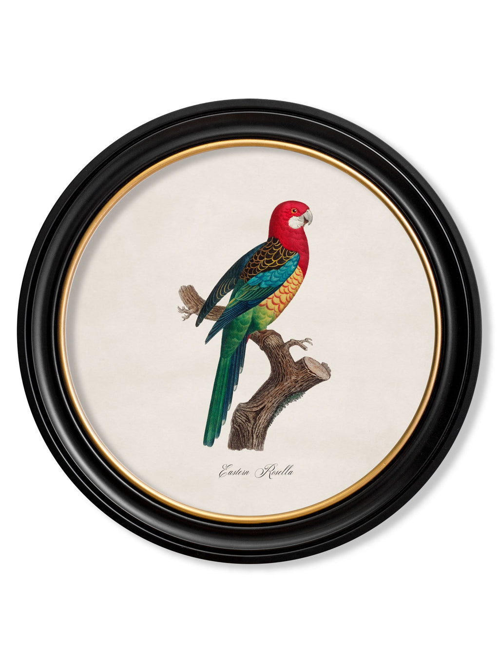 C.1800's Collection of Parrots in Round Frames 1