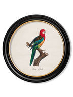 C.1800's Collection of Parrots in Round Frames 1