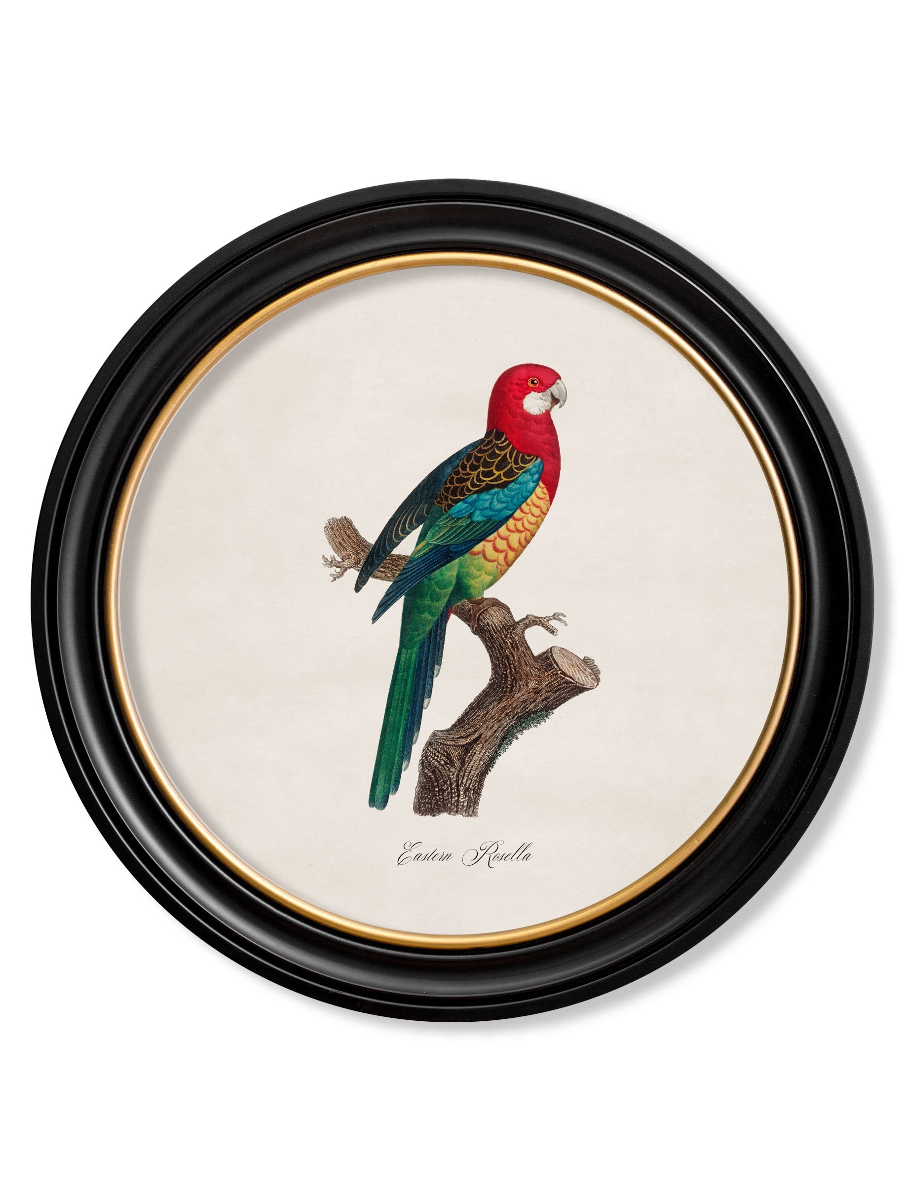 C.1800's Collection of Parrots in Round Frames 1