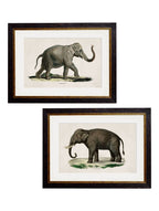 c.1846 Elephants