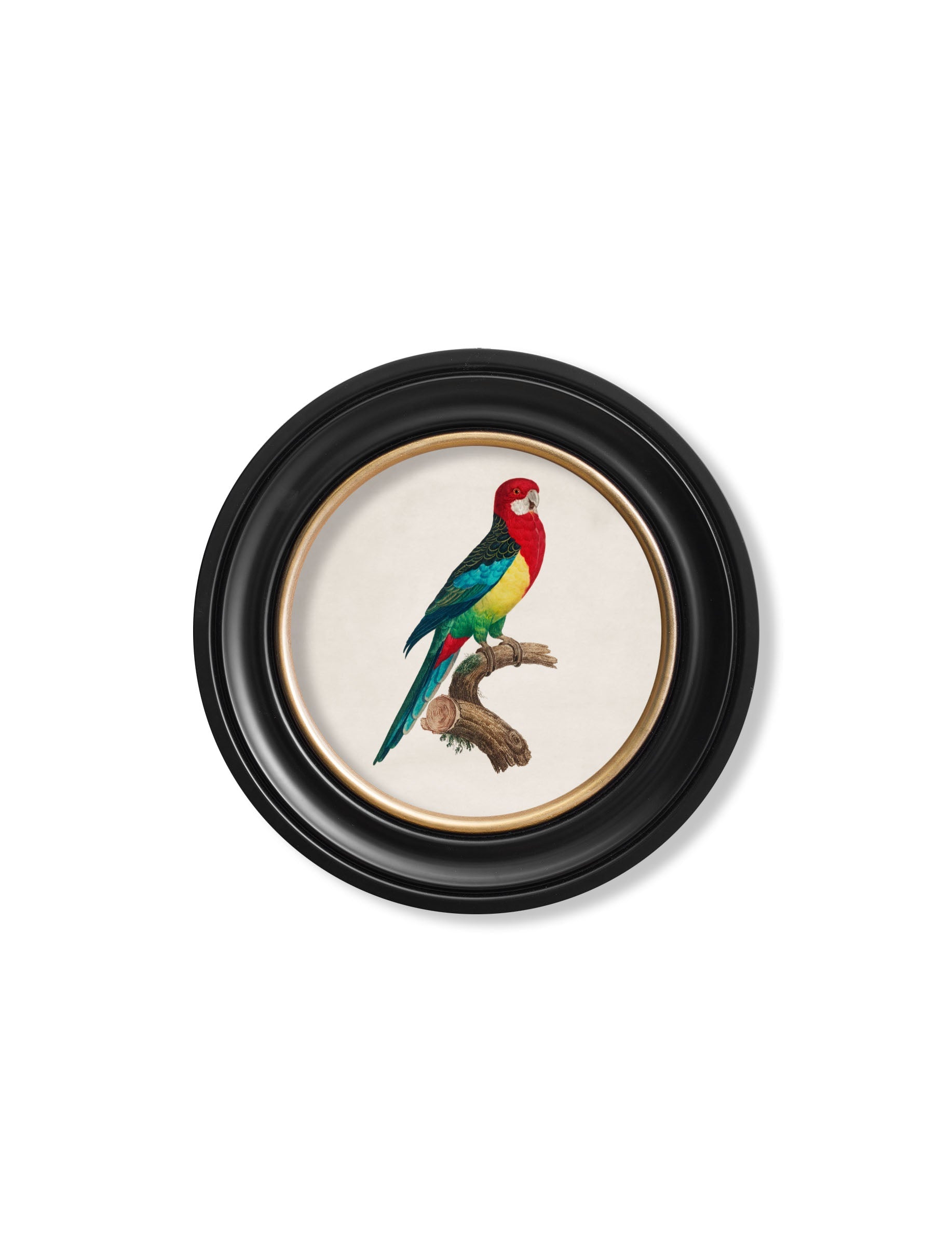 C.1800's Collection of Parrots in Round Frames 2