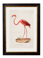 c.1830 Flamingo