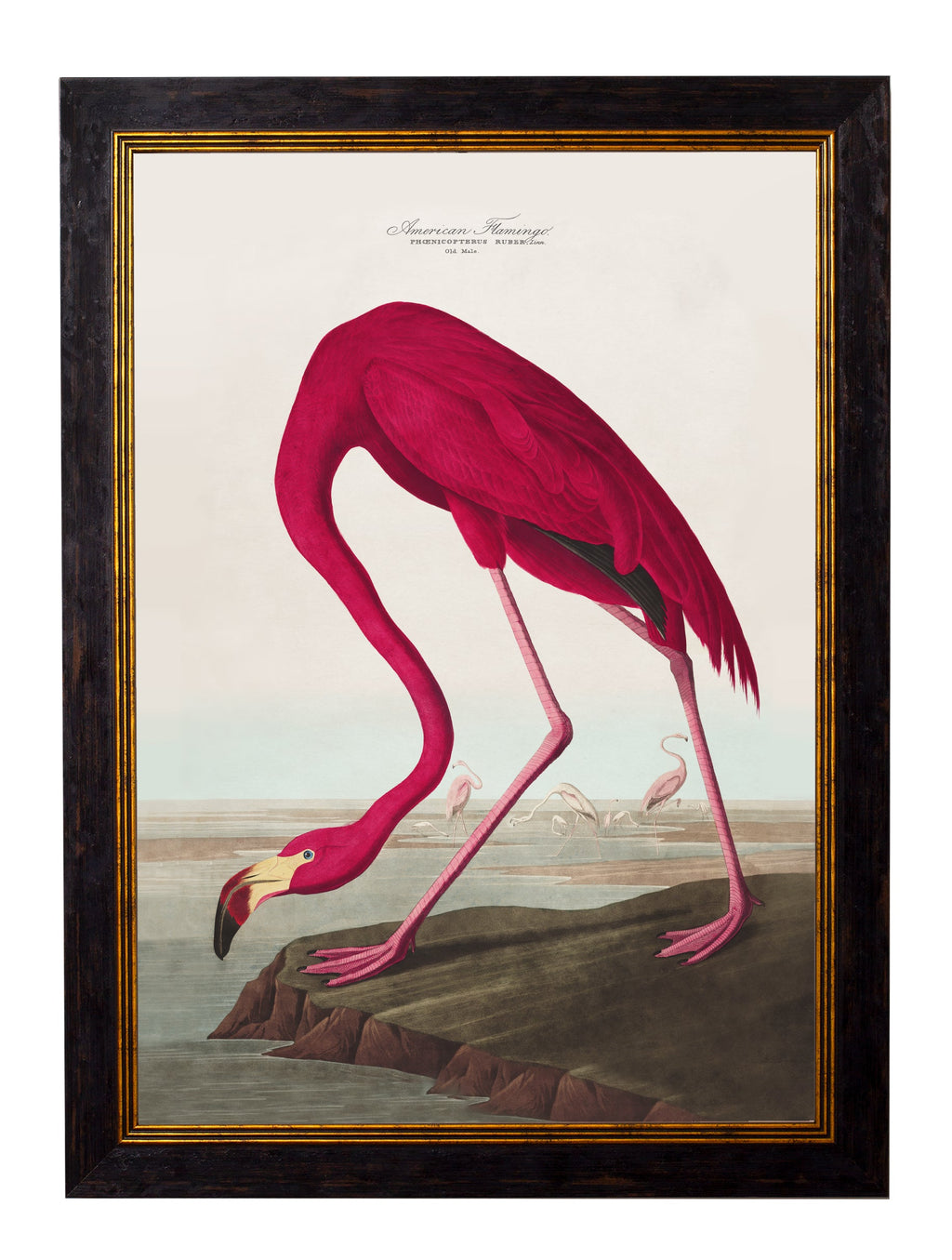 c.1838 Audubon's Birds of America