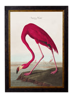 c.1838 Audubon's Birds of America