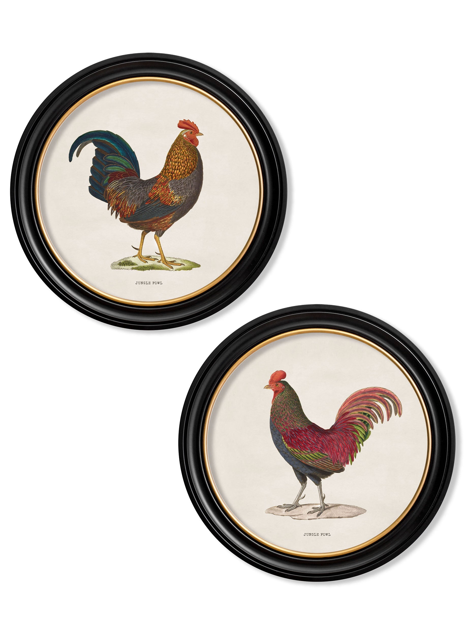 c.1838 Junglefowl in Round Frames