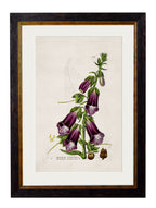 c.1837 British Flowering Plants