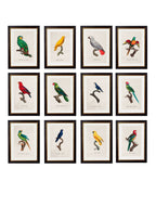 C.1800's Collection of Parrots