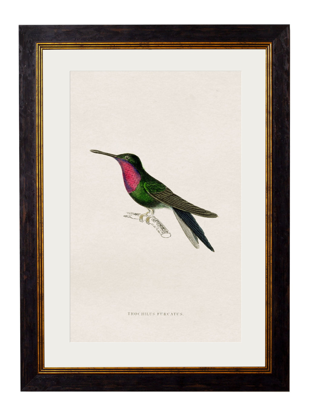 c.1833 Hummingbirds