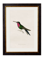 c.1833 Hummingbirds