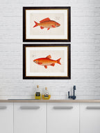 c.1785 Goldfish and Golden Orfe