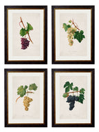 c.1817 Collection of Botanical Grapes