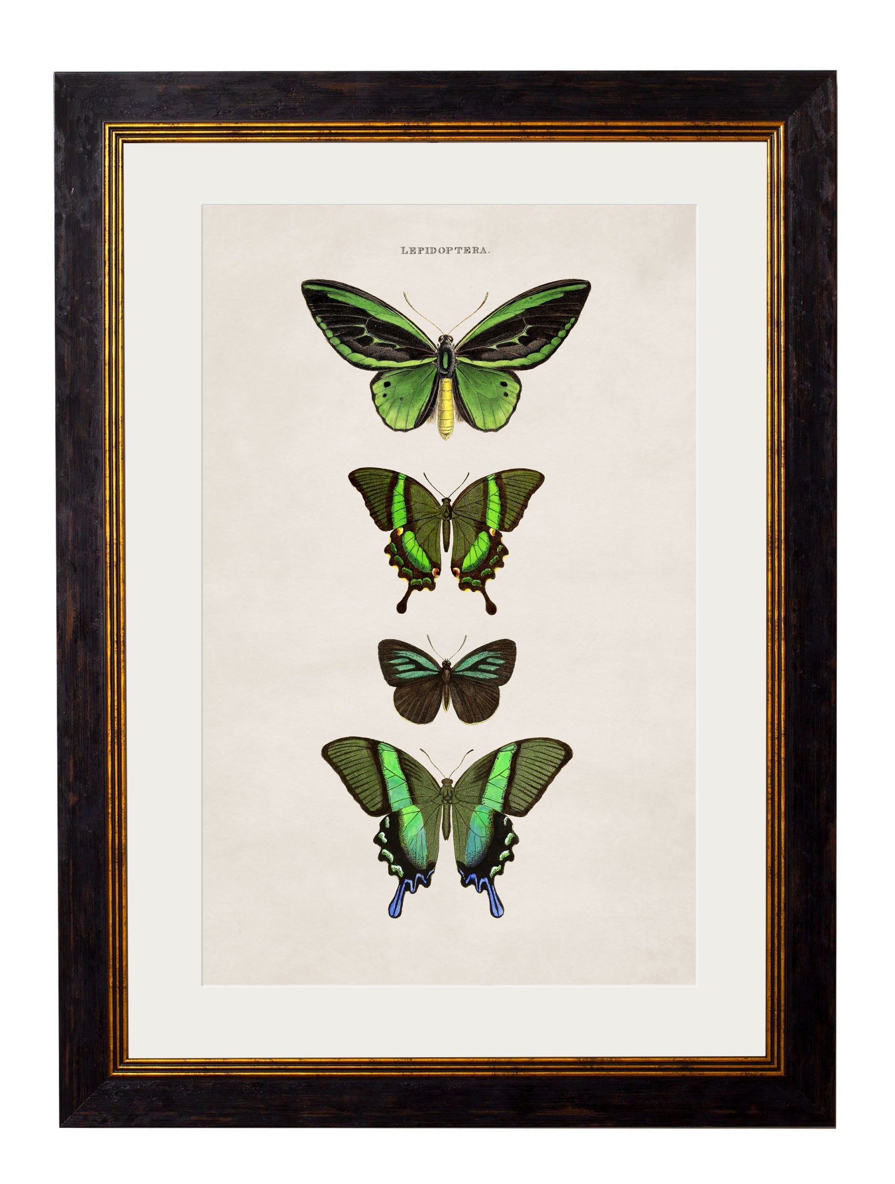 c.1835 Butterflies