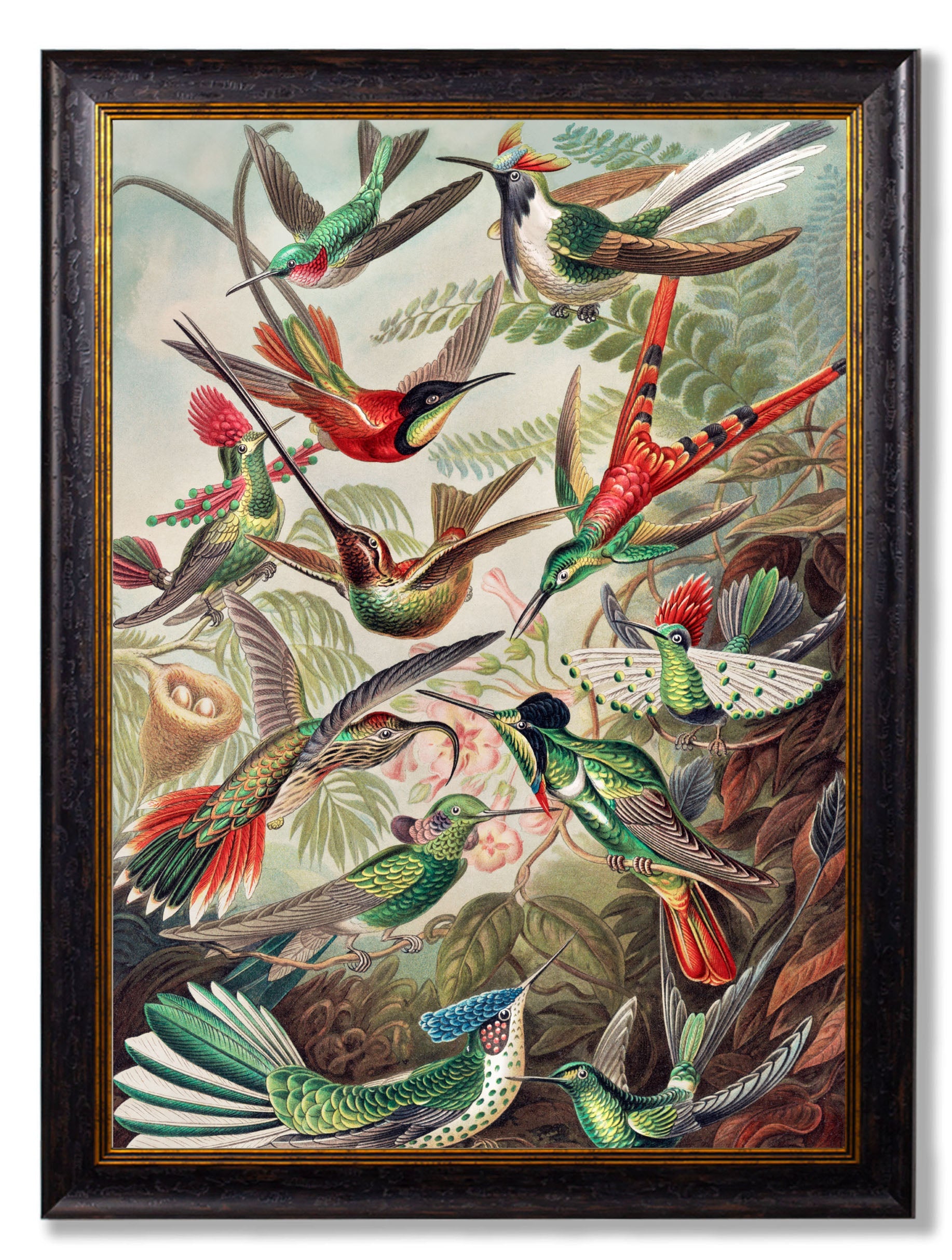 c.1904 Haeckel Hummingbirds