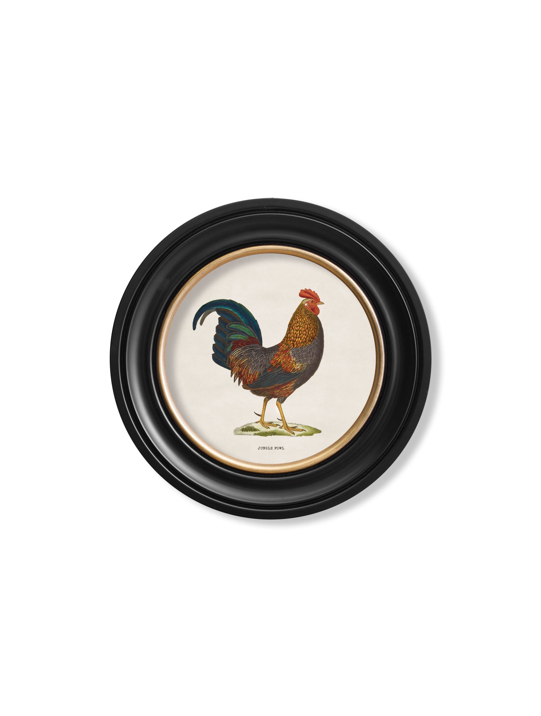c.1838 Junglefowl in Round Frames