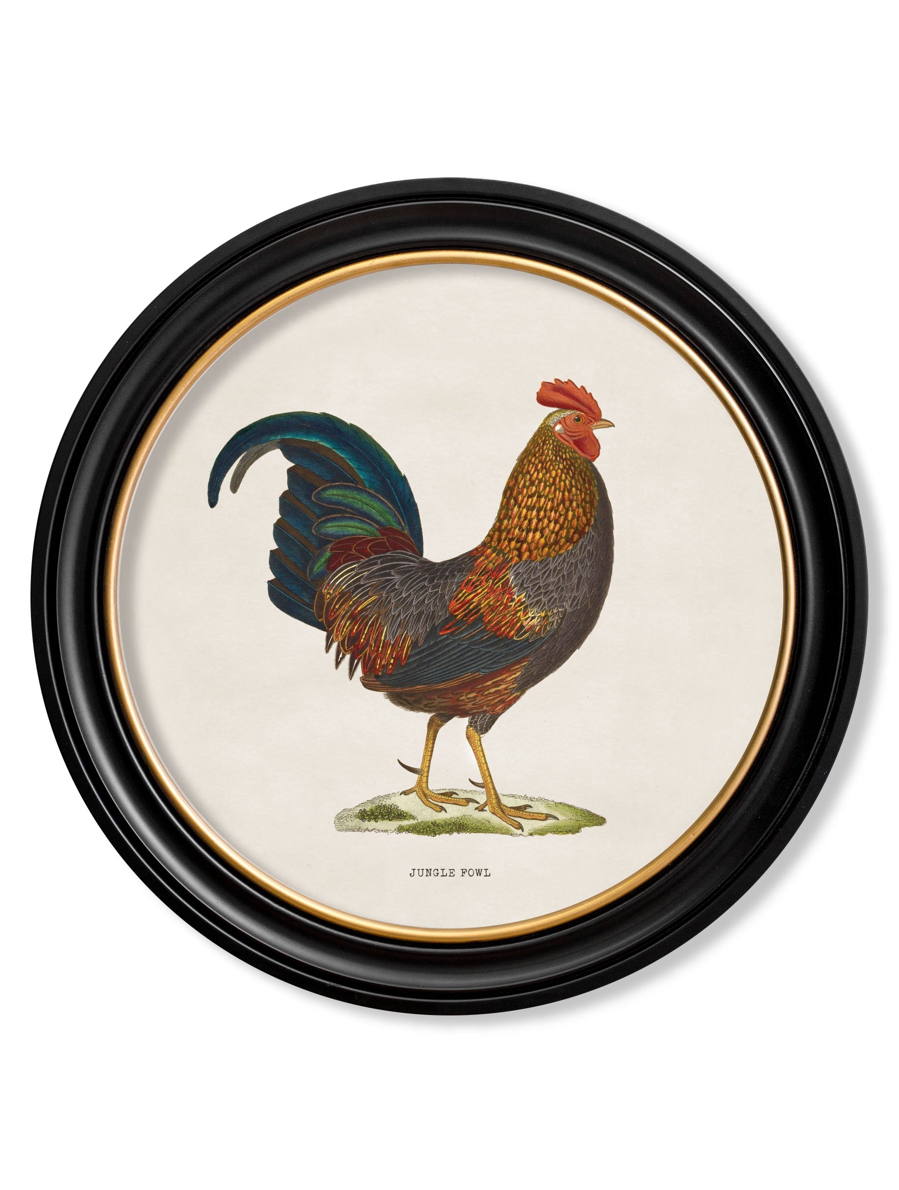 c.1838 Junglefowl in Round Frames