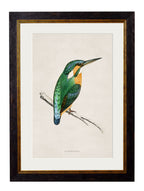 c.1870 Kingfisher & Bee Eater