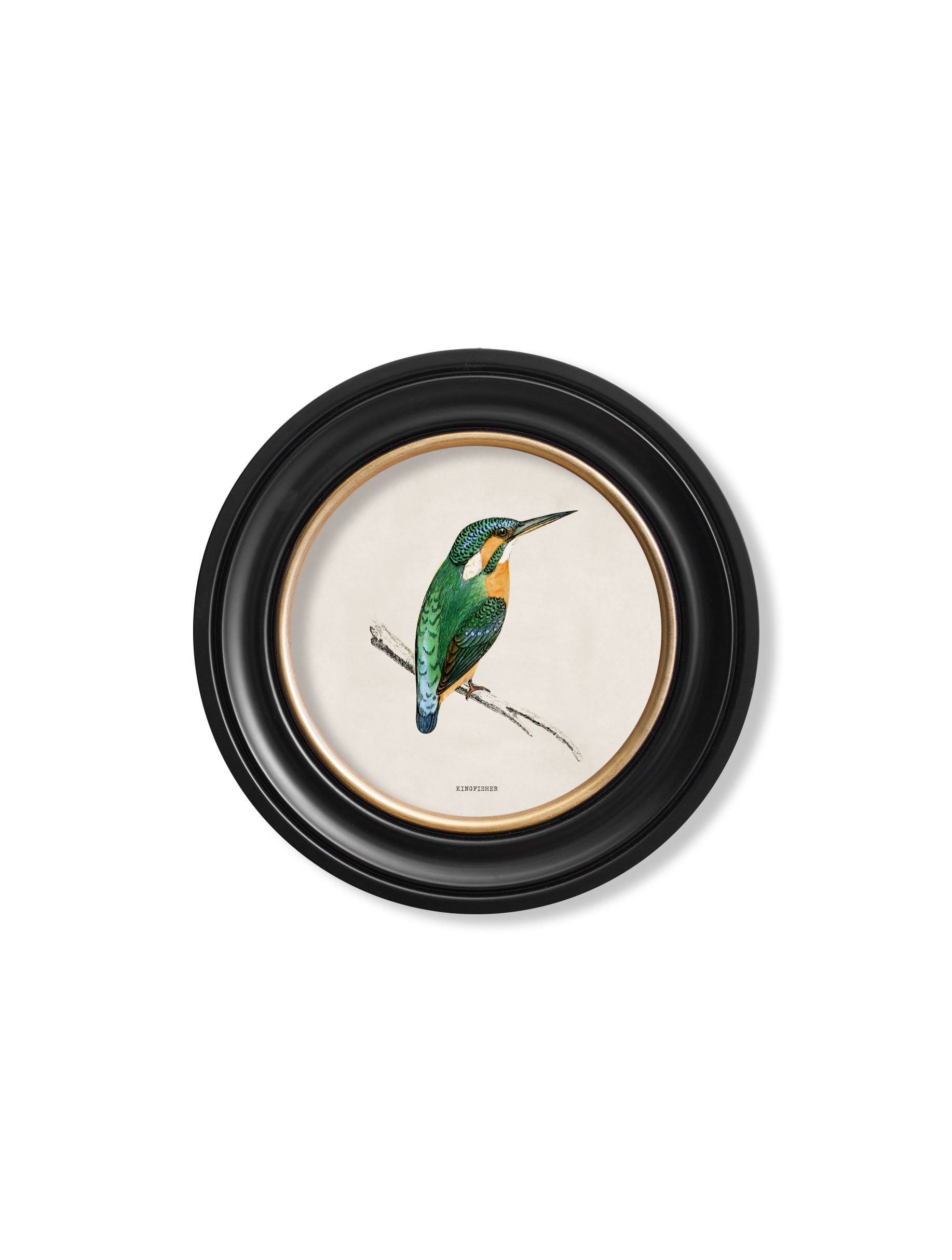 c.1870 Kingfisher and Bee Eater