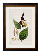 c.1837 British Flowering Plants