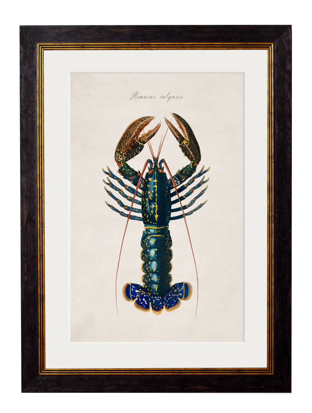 c.1876 Collection of Marine Animals
