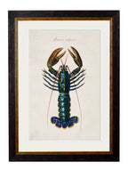 c.1876 Collection of Marine Animals