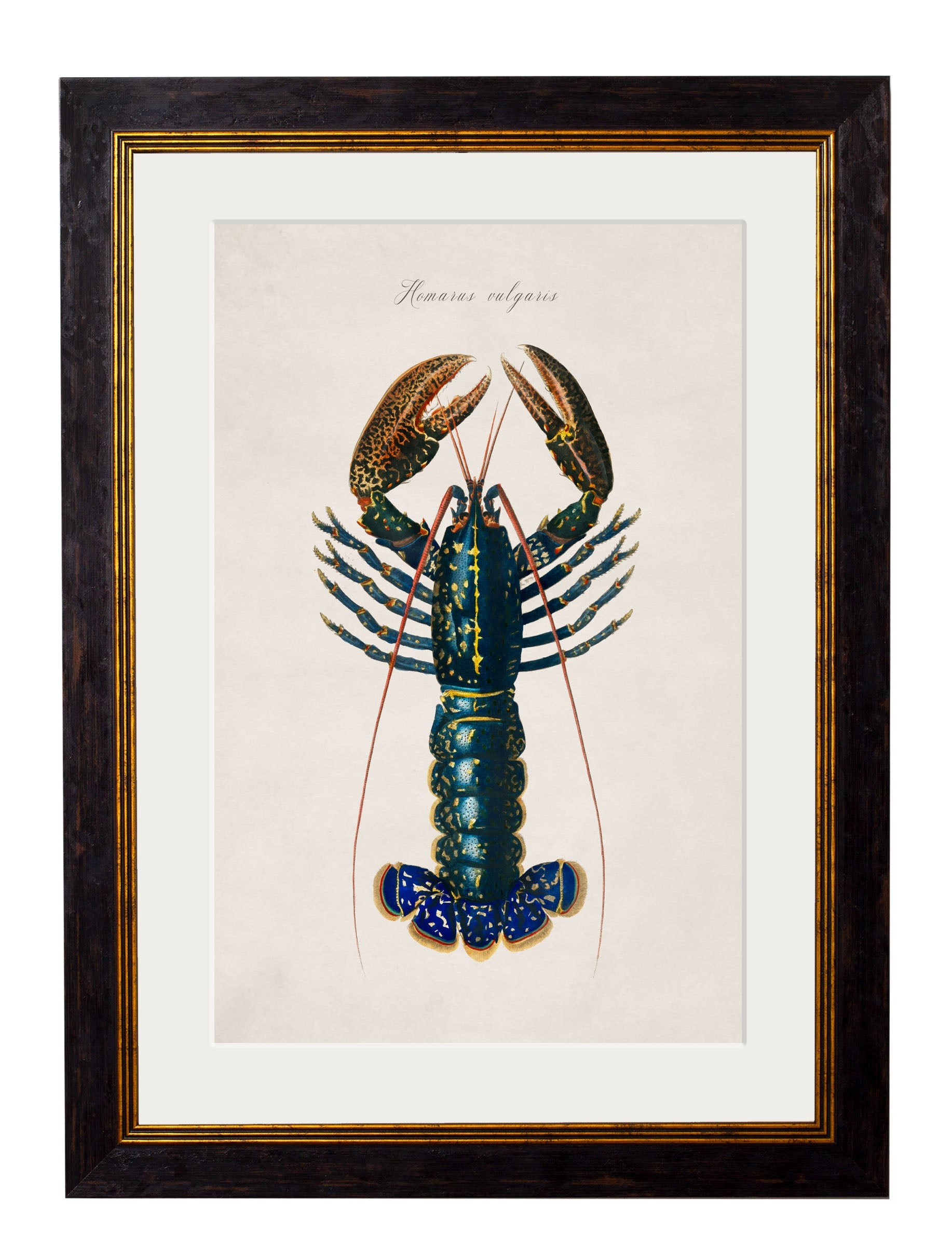 c.1876 Collection of Marine Animals