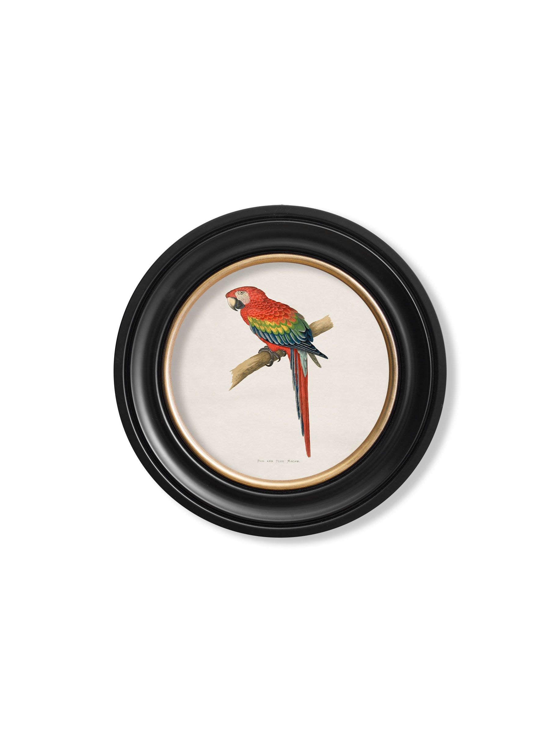C.1884 Collection of Macaws in Round Frames