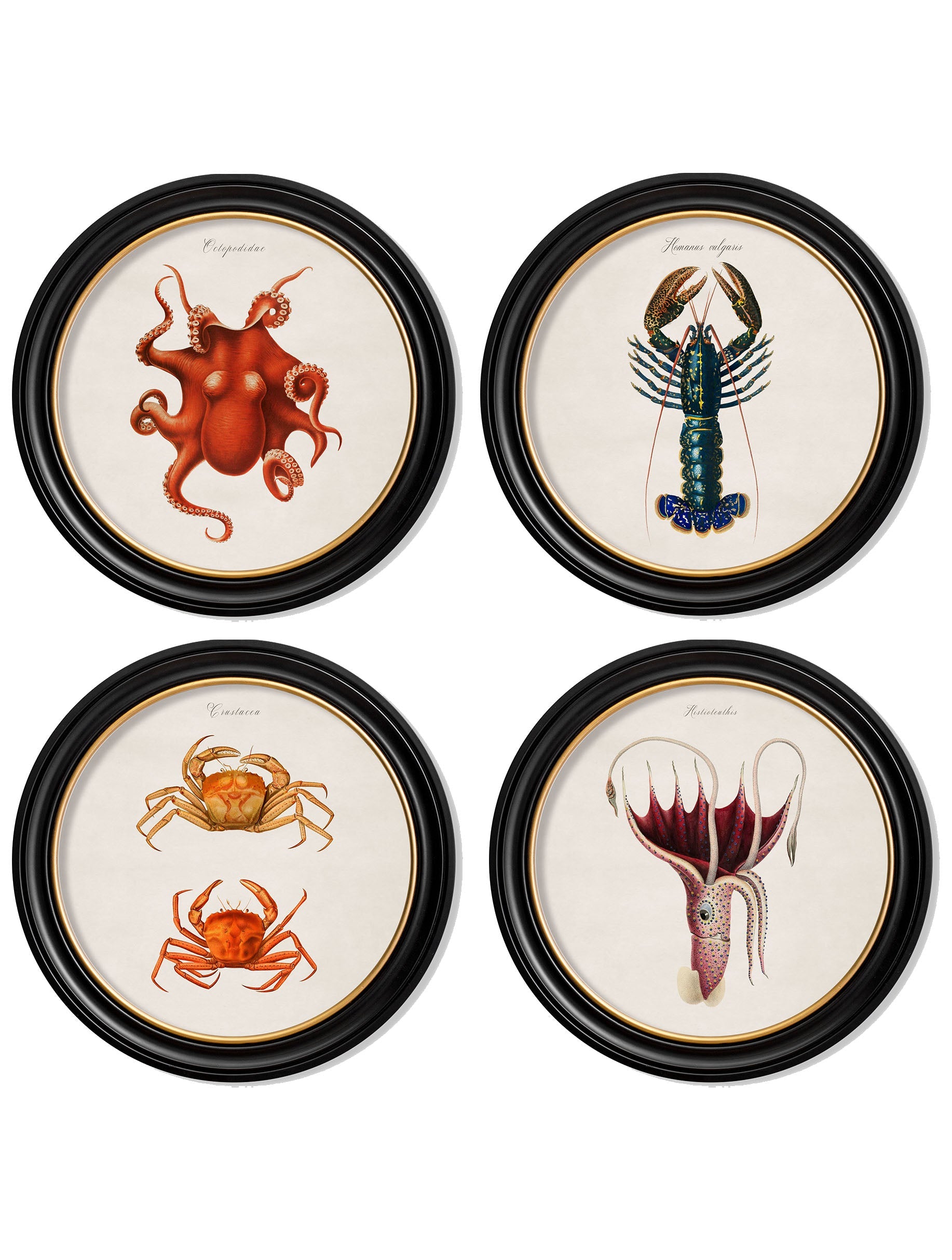 c.1876 Marine Animals in Round Frames
